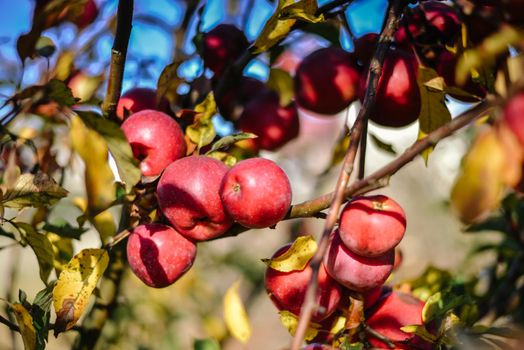 autumn harvest of red organic apples. High quality photo