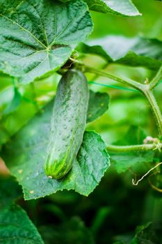 fresh and organic cucumber is growing in greenhouse. High quality photo