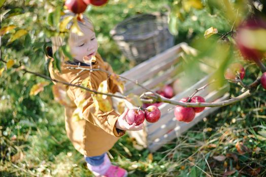 autumn harvest of red organic apples. High quality photo