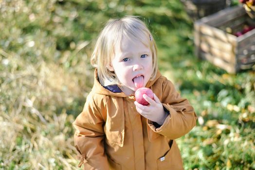 autumn harvest of red organic apples. High quality photo