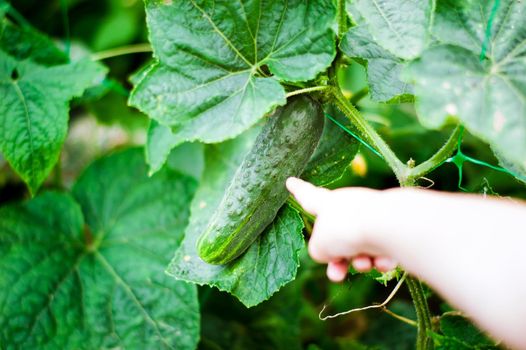 fresh and organic cucumber is growing in greenhouse. High quality photo