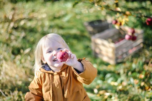 autumn harvest of red organic apples. High quality photo