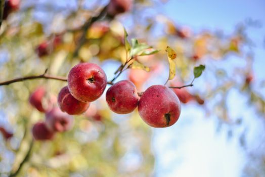 autumn harvest of red organic apples. High quality photo