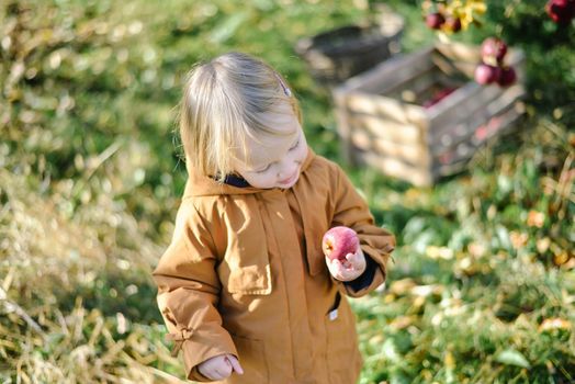 autumn harvest of red organic apples. High quality photo