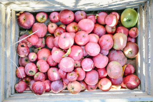 autumn harvest of red organic apples. High quality photo