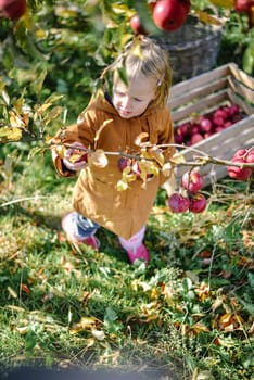 autumn harvest of red organic apples. High quality photo