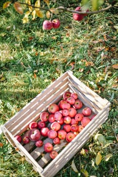 autumn harvest of red organic apples. High quality photo