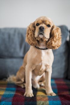 American Cocker Spaniel sits on the sofa. High quality photo