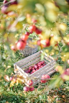 autumn harvest of red organic apples. High quality photo