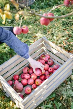 autumn harvest of red organic apples. High quality photo