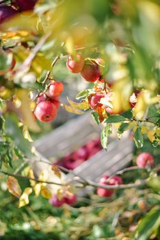 autumn harvest of red organic apples. High quality photo