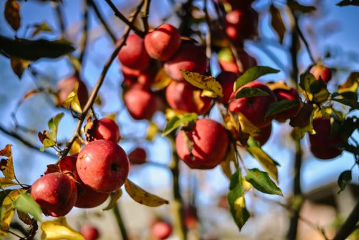 autumn harvest of red organic apples. High quality photo