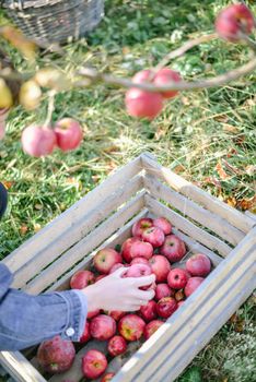 autumn harvest of red organic apples. High quality photo