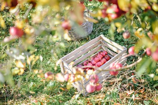 autumn harvest of red organic apples. High quality photo