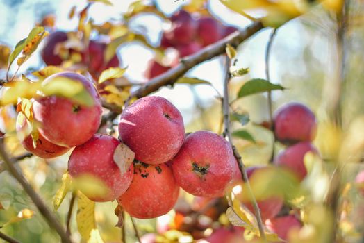 autumn harvest of red organic apples. High quality photo