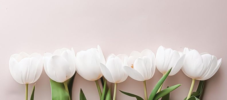 White tulips on beige backdrop, beautiful flowers as flatlay background, nature and holiday concept