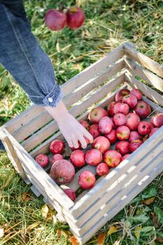 autumn harvest of red organic apples. High quality photo