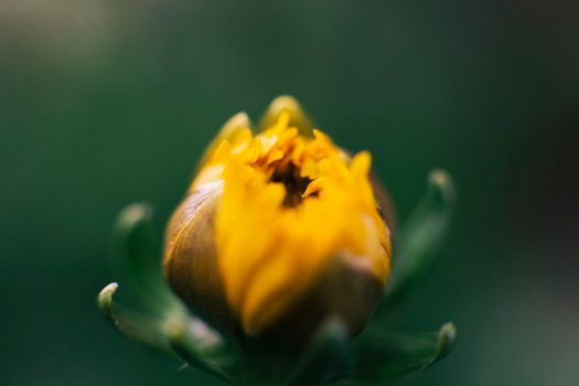 beautiful marigold bud growing field