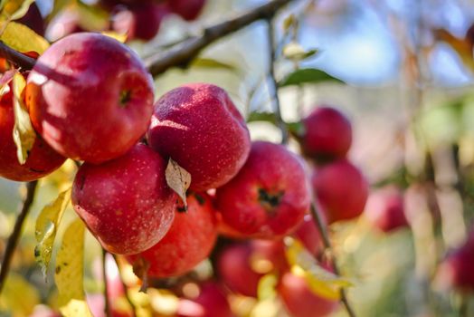 autumn harvest of red organic apples. High quality photo