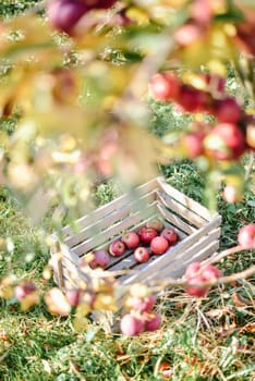 autumn harvest of red organic apples. High quality photo