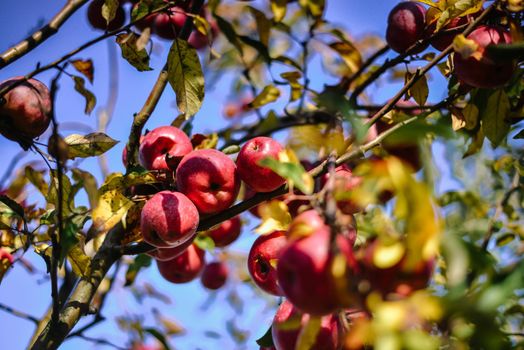 autumn harvest of red organic apples. High quality photo