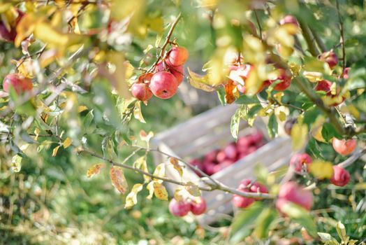 autumn harvest of red organic apples. High quality photo