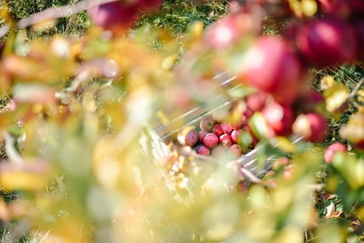 autumn harvest of red organic apples. High quality photo