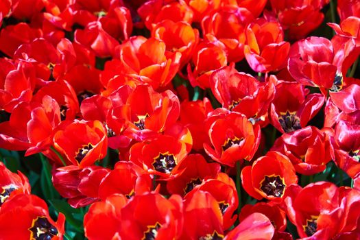 Red beautiful tulips field in spring time with sun rays. High quality photo