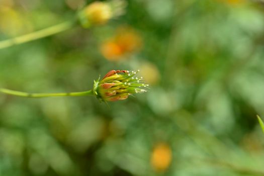 Sulfur cosmos seed head - Latin name - Cosmos sulphureus