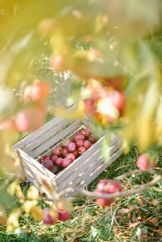 autumn harvest of red organic apples. High quality photo