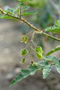 Sticky nightshade unripe fruit - Latin name - Solanum sisymbriifolium
