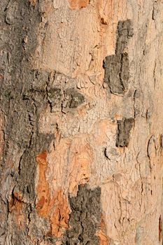 Silver maple bark detail - Latin name - Acer saccharinum