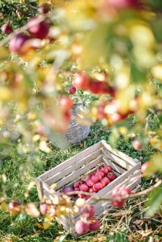 autumn harvest of red organic apples. High quality photo