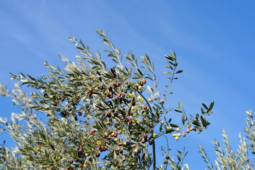 Common olive branches against blue sky - Latin name - Olea europaea