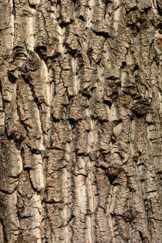 Canadian poplar bark detail - Latin name - Populus x canadensis