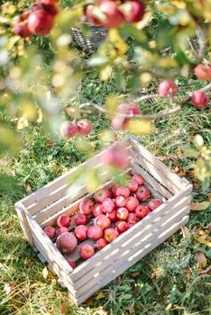 autumn harvest of red organic apples. High quality photo