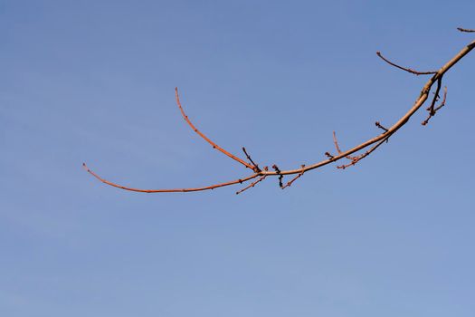 Silver maple branches with flower buds against blue sky - Latin name - Acer saccharinum