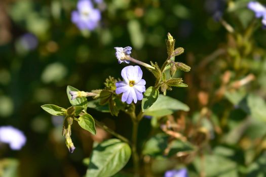 Bush violet flowers - Latin name - Browallia americana