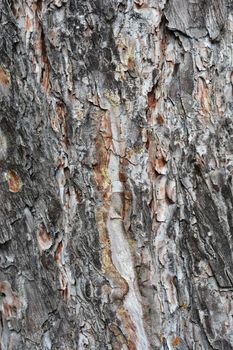 Black pine bark detail - Latin name - Pinus nigra