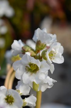 Bergenia Bressingham White flowers - Latin name - Bergenia Bressingham White