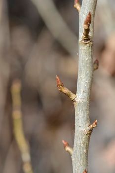 Lombardy poplar branch with buds - Latin name - Populus nigra var. italica