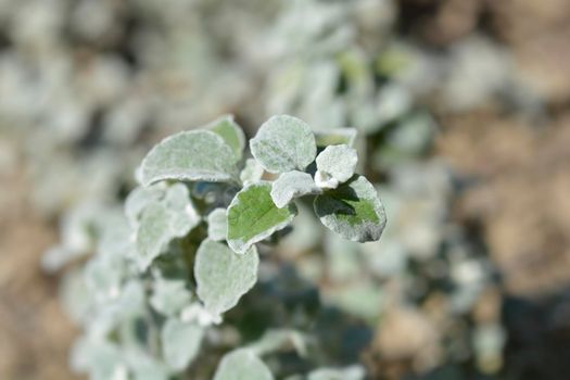 Liquorice plant leaves - Latin name - Helichrysum petiolare