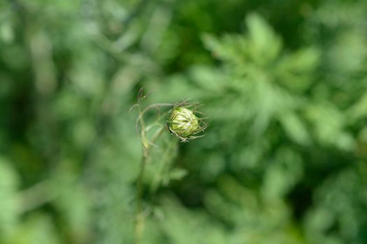 Wild carrot flower bud - Latin name - Daucus carota