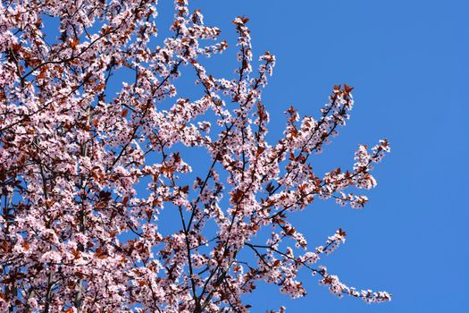 Black Cherry Plum branches with flowers against blue sky - Latin name - Prunus cerasifera Nigra