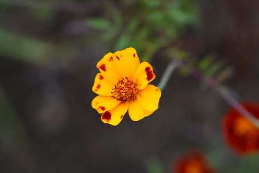 French marigold - Latin name - Tagetes patula