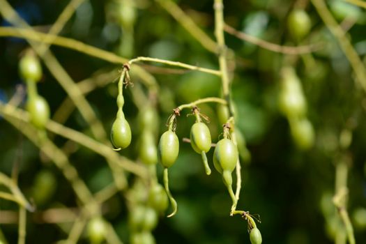 Weeping Japanese pagoda tree fruit - Latin name - Sophora japonica pendula