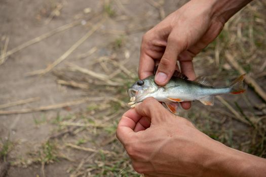 Fishing. Fish on a hook. Selective focus Nature