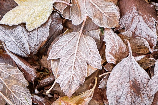 Winter concept: snow on autumn leaves. View from above
