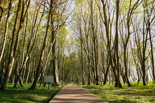 Brick path in the forest. Park in the village of Yantarny in the sunlight. High-quality photo