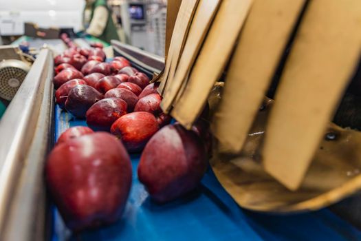 red apples on the packaging line of the enterprise